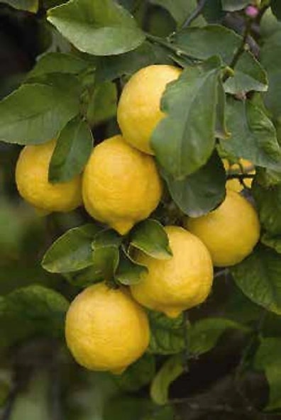 Fresh Fruits