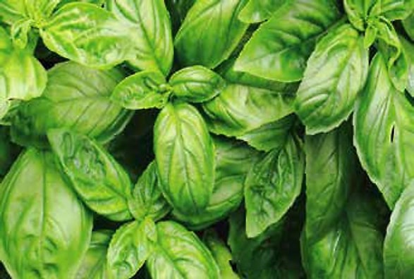 Herbs & Commodities